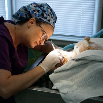 Dental Care